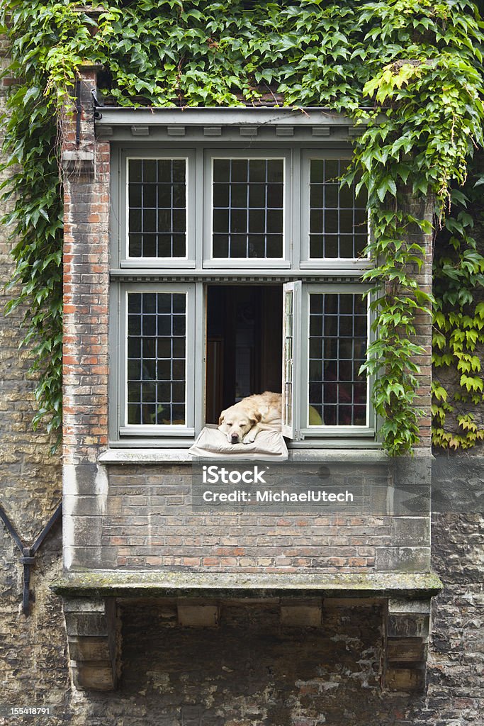 Собака в окно - Стоковые фото Архитектура роялти-фри