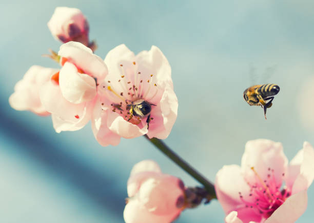 istock Honey bees on a peach blossom 155418819