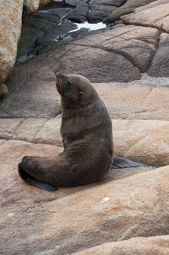 South american fur seal (Arctocephalus australis australis) at Cabo Polonio beach in Uruguai