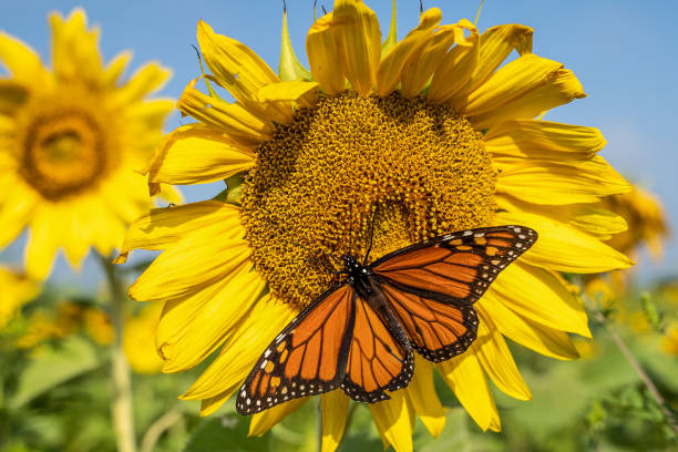 Monarch butterfly on sunflower. stock photo