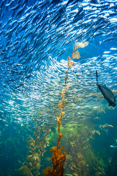 istock Sea life and fish underwater 155418993