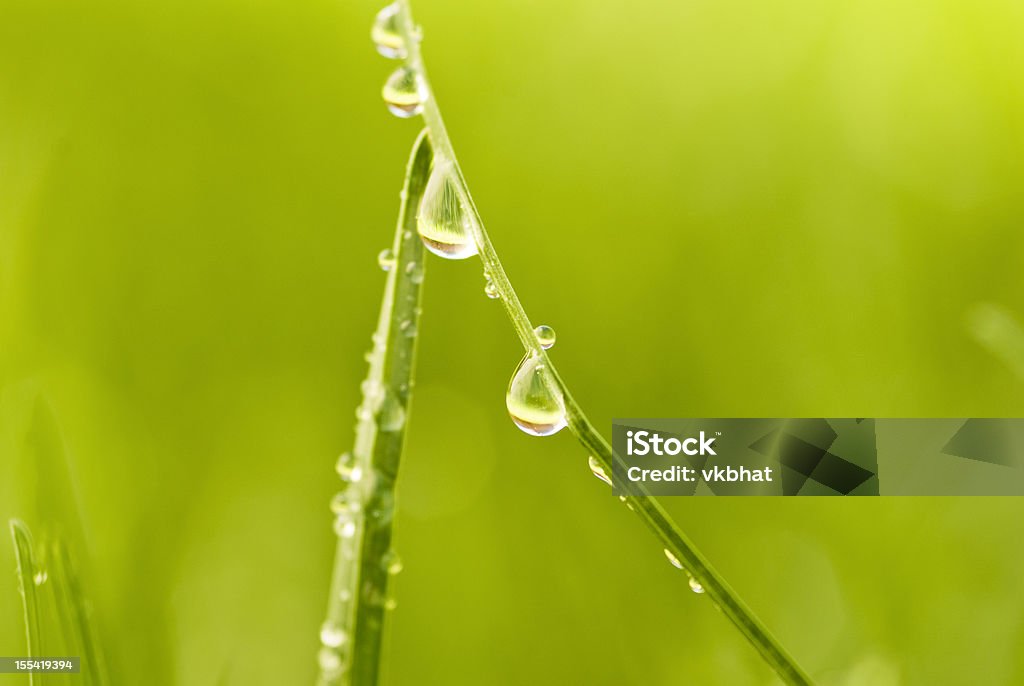 Spring grass and morning dew  April Stock Photo