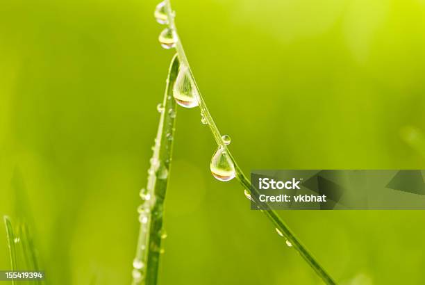 Spring Grass And Morning Dew Stock Photo - Download Image Now - April, Beauty In Nature, Blade of Grass