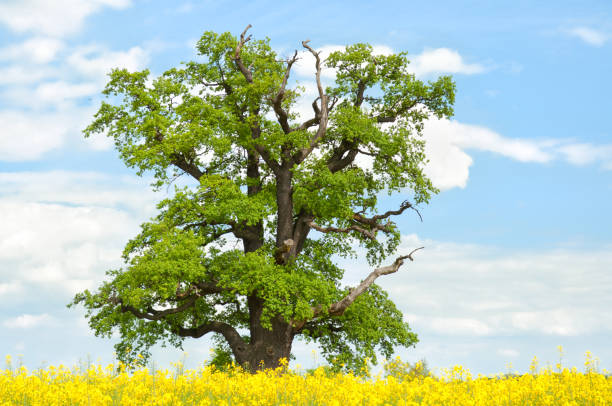 один oak в изнасилования поле - kalte eiche стоковые фото и изображения