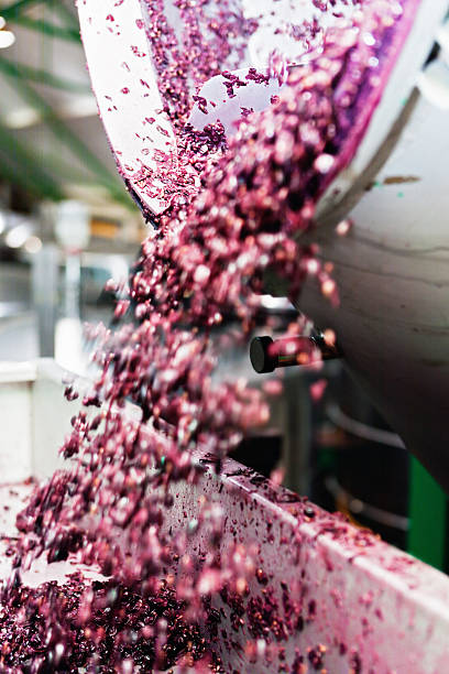 istock Squashed red grape waste being tipped into vat at winery 155419543