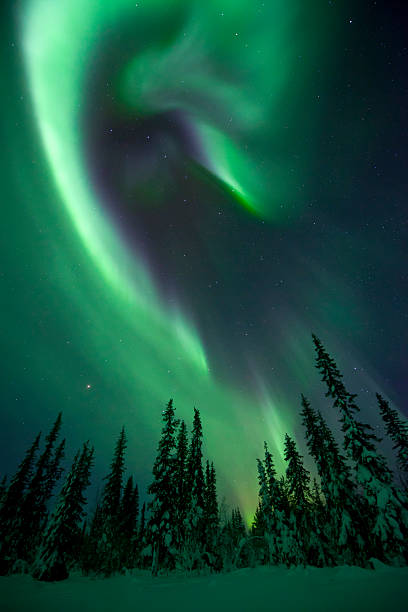 aurora borealis über eine frozen forest - aurora borealis aurora polaris lapland finland stock-fotos und bilder