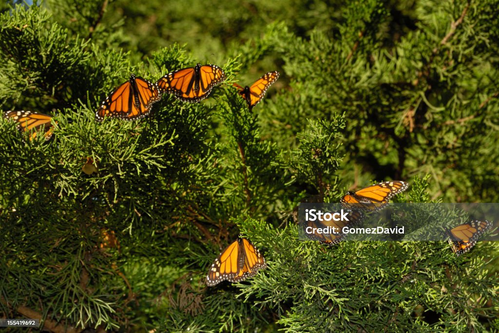 Close-up of Monarch Butterflies on Branch Monarch butterfly (Danaus plexippus) resting on a tree branch in their winter nesting area. Monarch Butterfly Stock Photo