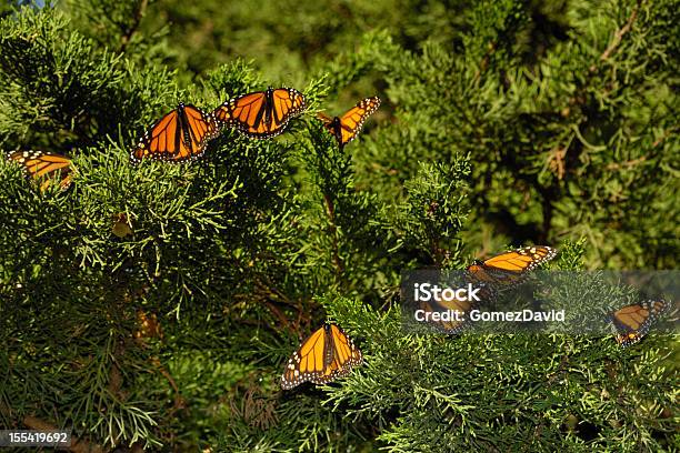 Closeup Of Monarch Butterflies On Branch Stock Photo - Download Image Now - Monarch Butterfly, Animal, Animal Nest