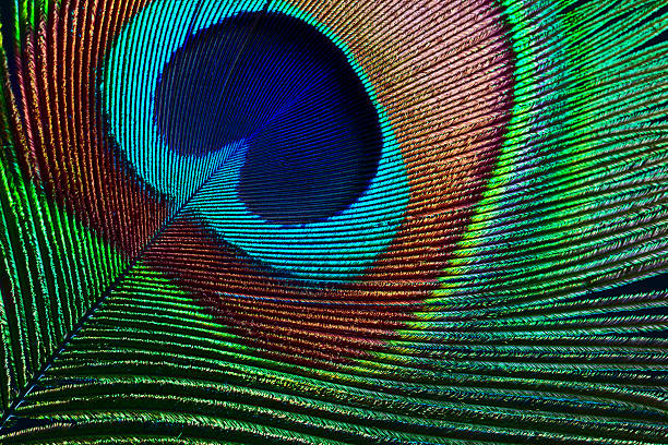 peacock feather - makrofotografie stock-fotos und bilder