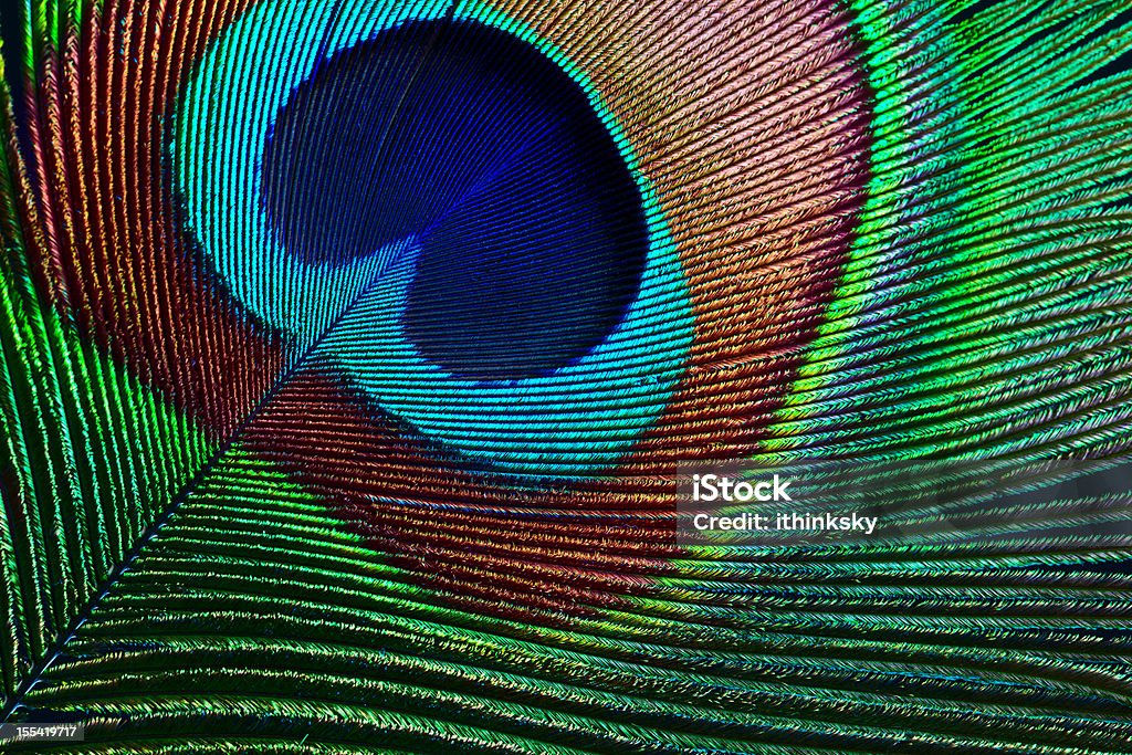 Peacock feather Close up of beautiful peacock feather Nature Stock Photo