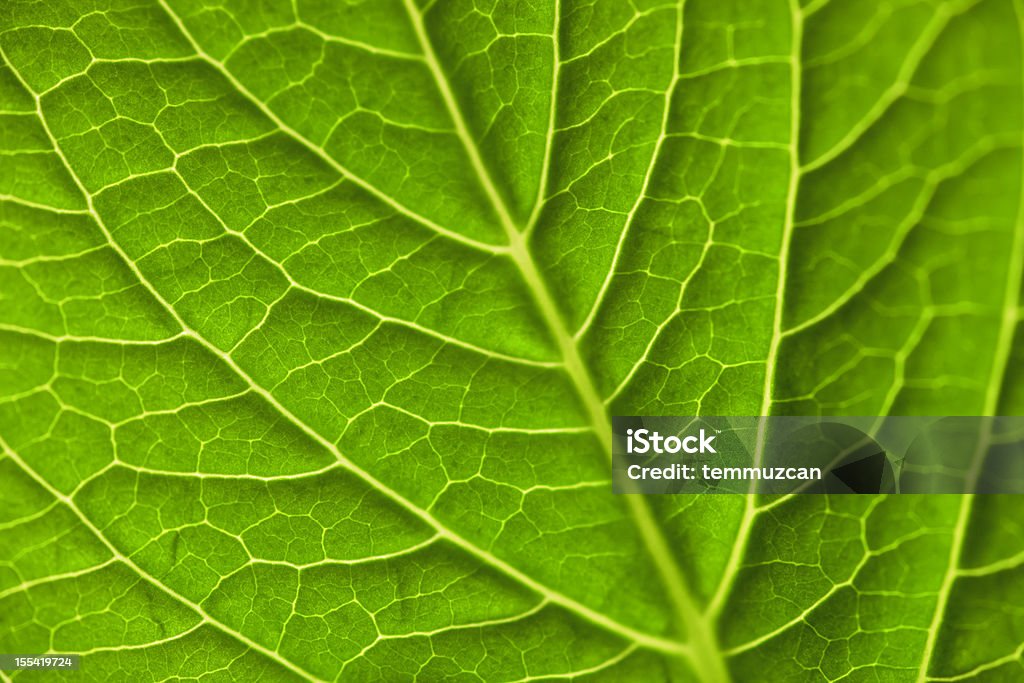 Leaf - Zbiór zdjęć royalty-free (Abstrakcja)