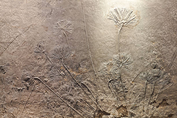 haarstern (sea lily) fossil - ausgestorbene tierart stock-fotos und bilder