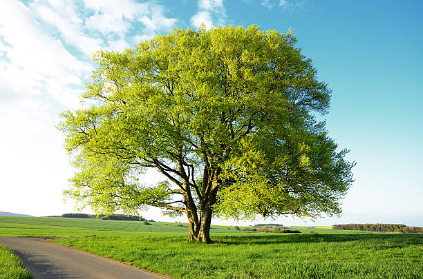 Old Beech Tree with new leaves during spring in fields stock photo