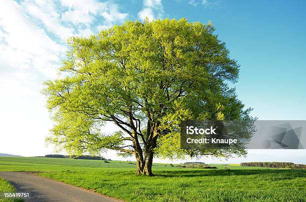 Old Beech Tree With New Leaves During Spring In Fields Stock Photo - Download Image Now