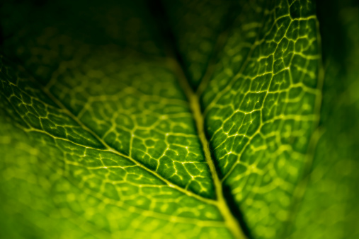 2:1 macro photography of a leaf. 