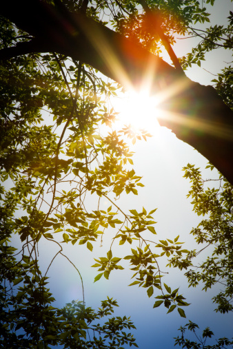 tree leaves and bright sunlight and lens flare.