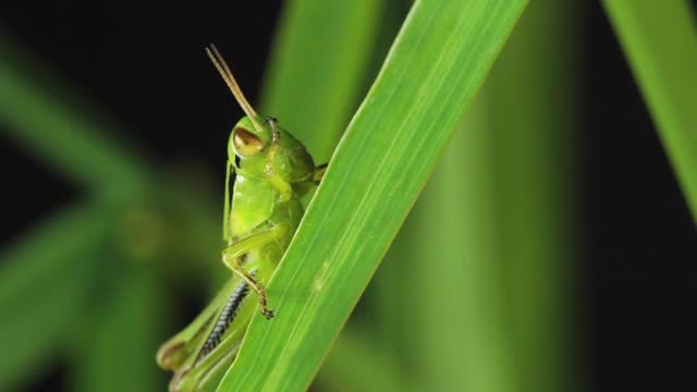 Grasshopper Insect feeding