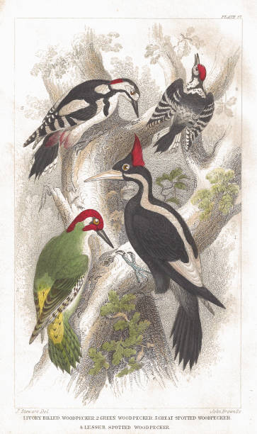 Woodpecker old litho print from 1852  dendrocopos major stock illustrations