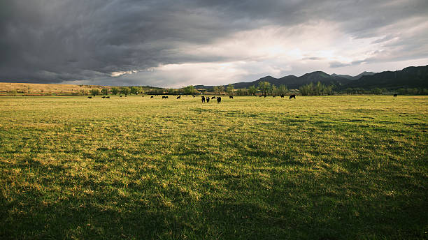 dramática nubarrones sobre el ganado ranch - mountain pastures fotografías e imágenes de stock