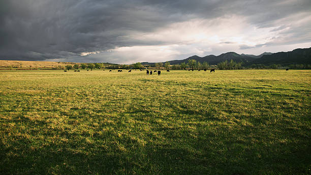 nuages d'orage dramatiques sur ranch d'élevage de bétail - mountain pastures photos et images de collection