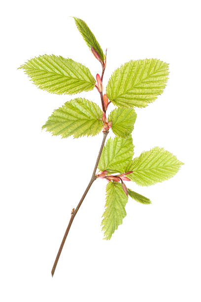 Carpino bianco (Carpinus betulus) - foto stock