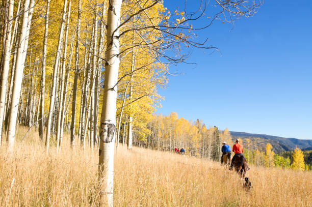 group of people horseback riders ride in a mountain meadow of grass beneath stand of autumn aspens.  such beautiful nature scenery and outdoor recreation can be found in the san juan range of the rocky mountains in durango, colorado.  horizontal composition.
