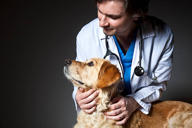 veterinario examinar un perro - examining medicine healthcare and medicine beauty in nature fotografías e imágenes de stock