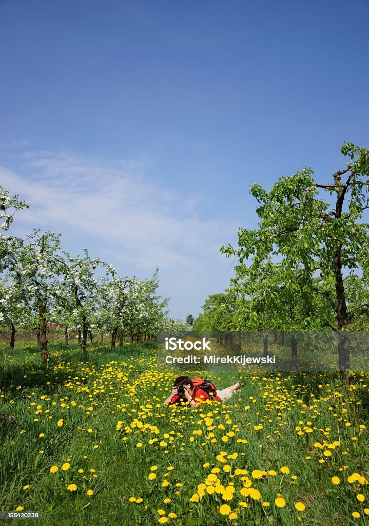 Frutteto, femmina fotografo, Fioritura di alberi di mele, molla - Foto stock royalty-free di Cielo