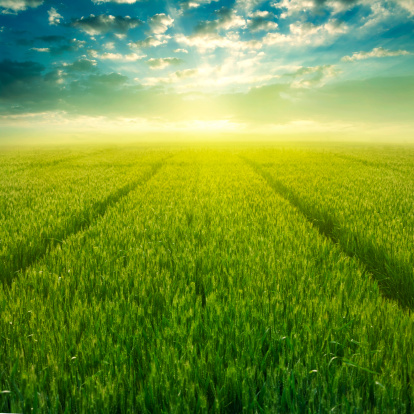 Wheat field with sunlight