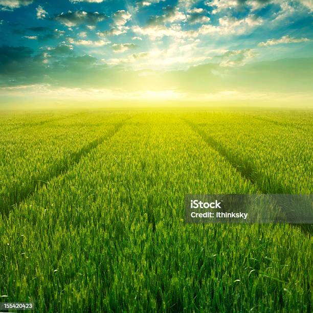 Pole Pszenicy - zdjęcia stockowe i więcej obrazów Wschód słońca - Wschód słońca, Plantacja, Zielony kolor