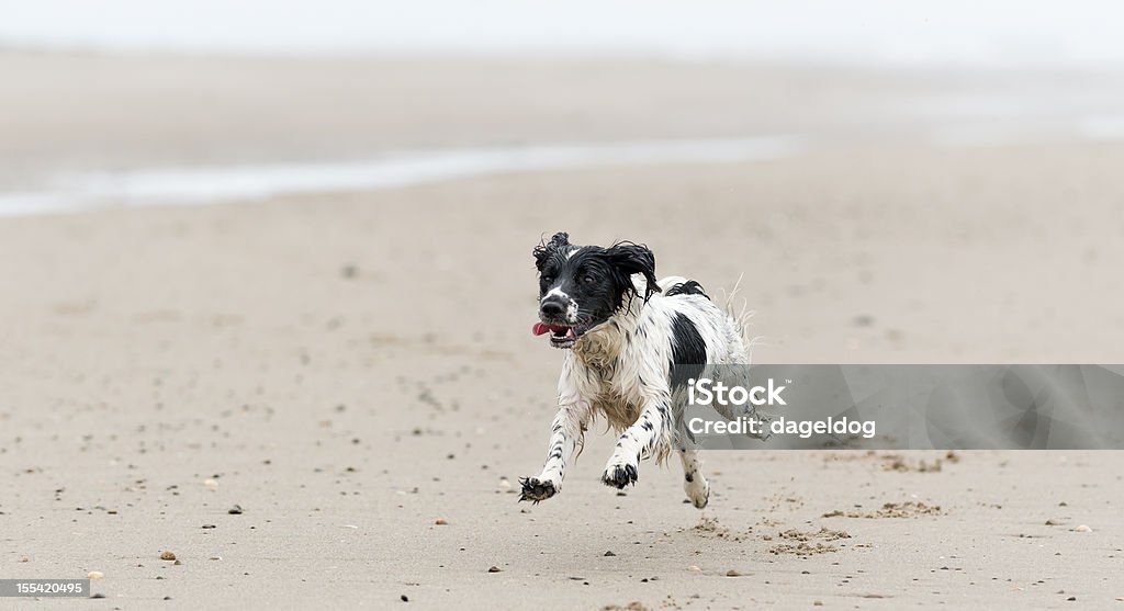 I'm coming wet young spaniel full speed ahead Animal Stock Photo