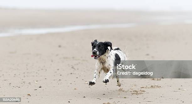 Im Coming Stock Photo - Download Image Now - Animal, Beach, Chasing