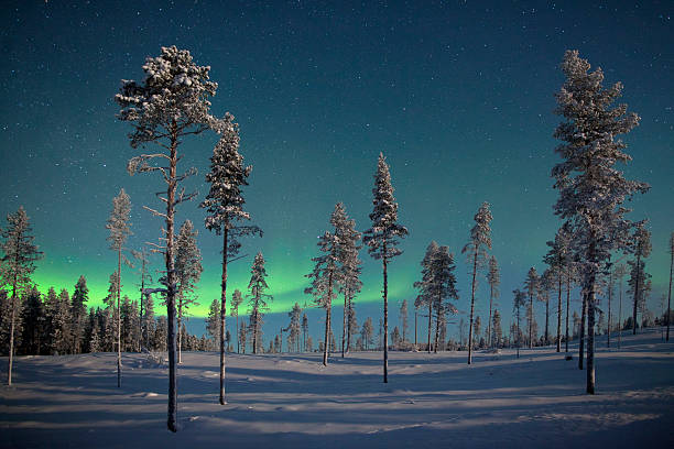 Aururora over frozen pine trees. Pine trees in Swedish Lapland on the border of Finland and Norway in Arctic Scandinavia. norrbotten province stock pictures, royalty-free photos & images