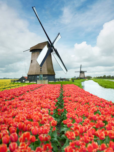 netherlands - tranquil scene windmill netherlands dutch culture 뉴스 사진 이미지