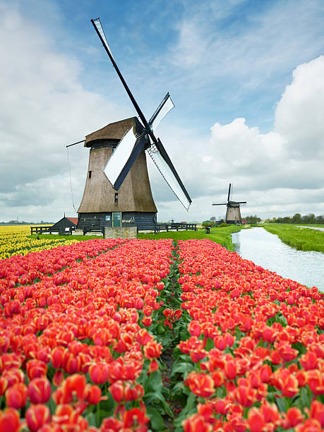 нидерланды - tulip windmill field flower стоковые фото и изображения