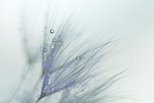 Dandelion seeds and drops close-up