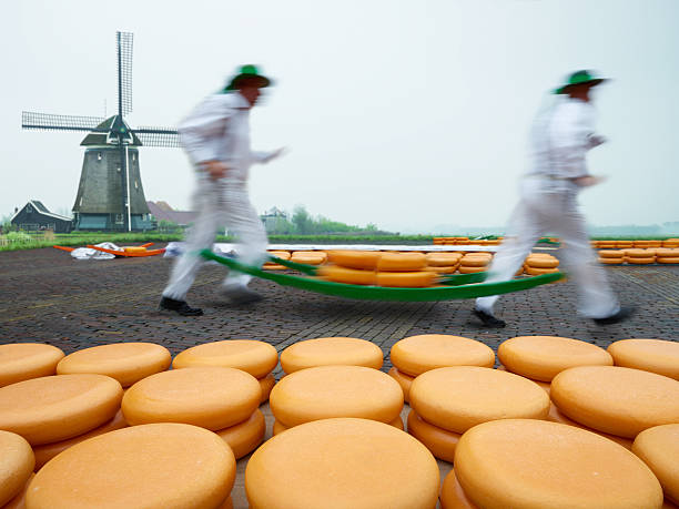 Dutch Cheese Market Dutch cheese market,, workers carrying a pile of cheese on a specially designed trolley hanging from their shoulders. cheese market stock pictures, royalty-free photos & images