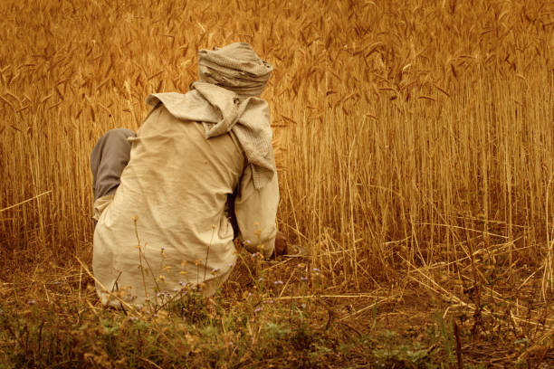 istock Indian farmer cutting, harvesting wheat 155420628