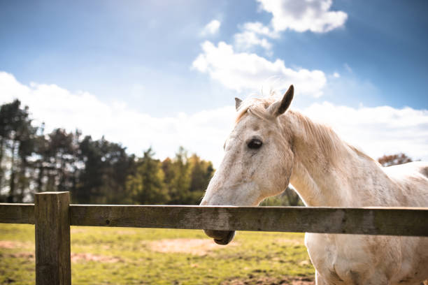A close up looking  up at a sorrel and white Clydesdale Horse with a white blaze down his nose at a public park with farm animals in Auckland. Sorrel is a reddish brown color.