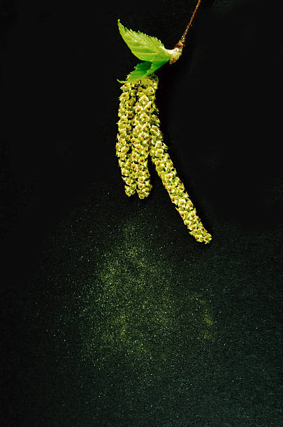 betulla catkins su nero - allergy pollen tree hay fever foto e immagini stock