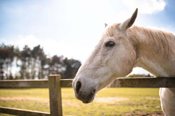 white horse on the fence