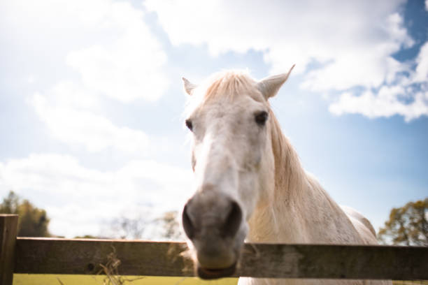 European horses in Germany