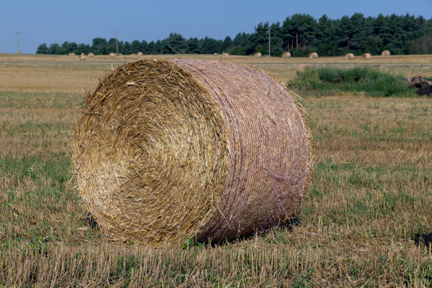 istock A field with cereals in the summer 1554209568