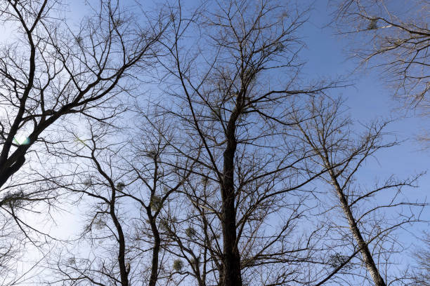 istock Branches of deciduous trees in the park in spring sunny weather 1554210011