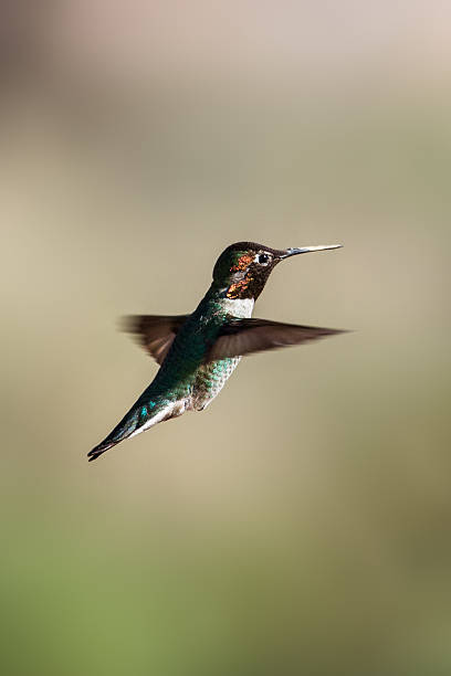 istock Black-chinned Hummingbird 155421086