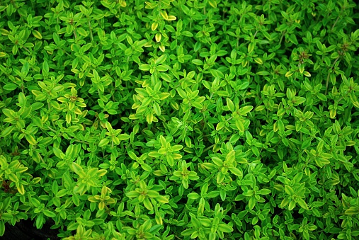 A close-up of an Thyme plant in full frame.