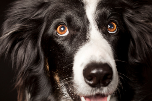 A dog of the type: Border Collie