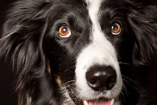 Photo of Portrait of a Border Collie