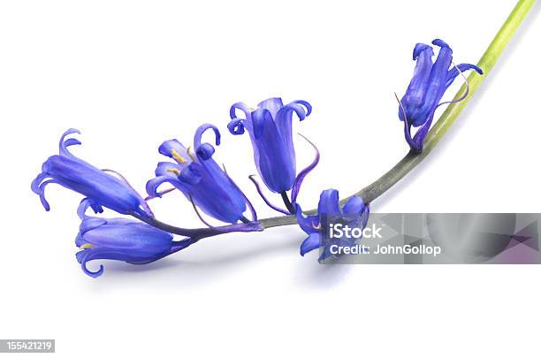 Bluebells Stock Photo - Download Image Now - Bluebell, Cut Out, Blue