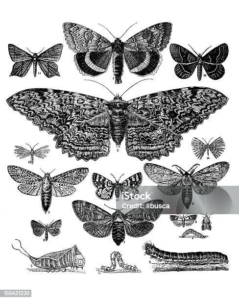 Collection Of Butterflies Moths And Caterpillars Stock Illustration - Download Image Now - Butterfly - Insect, Moth, 19th Century Style